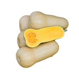 Kurbis Ungarischer Butternut